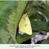 colias thisoa male botlikh1